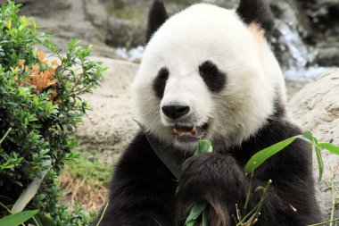 mutlu dev panda