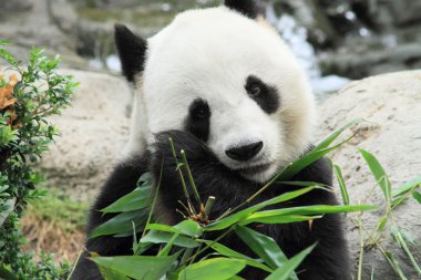 sevimli dev panda bambu yemeyi bırakır