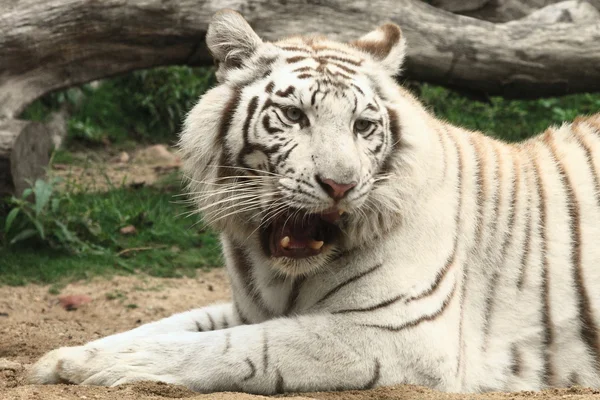 Ревущий белый тигр — стоковое фото