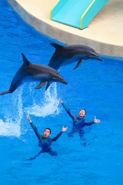 Dolphin výkon, hong kong ocean park — Stock fotografie