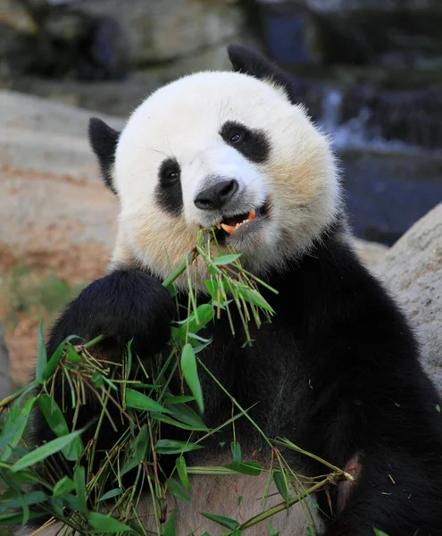 Panda gigante comendo folhas de bambu — Fotografia de Stock