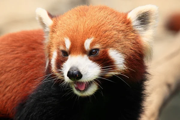 Sorrindo panda vermelha — Fotografia de Stock