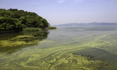 polluted water of Taihu lake clipart