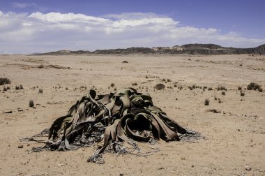 Welwitschia