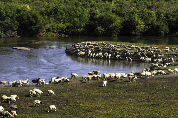 Pradera Hulun Buir —  Fotos de Stock