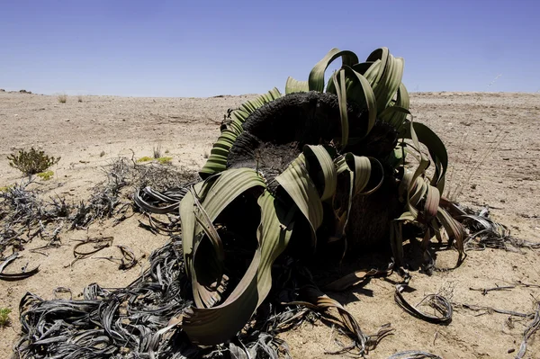 Welwitschia — Fotografia de Stock