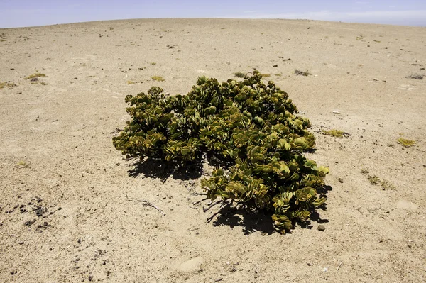 Dollaro Bush — Foto Stock