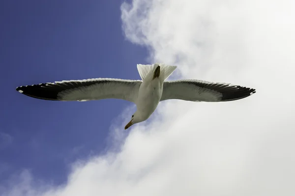 Mouette volante — Photo