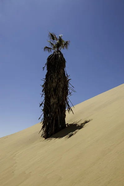 Palmträd — Stockfoto