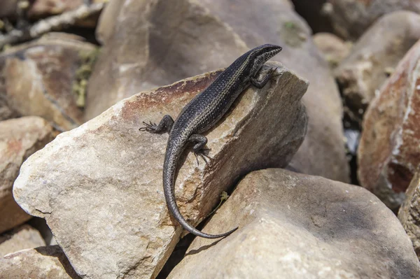 Lagarto africano — Foto de Stock