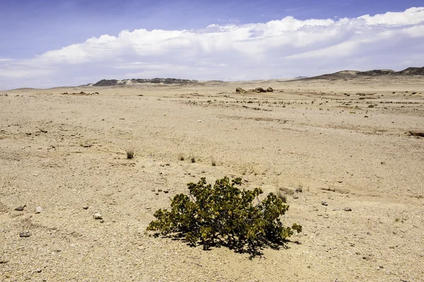 Dollar Bush — Stockfoto