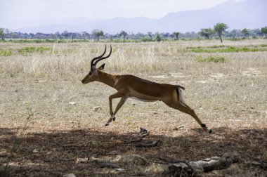 Jumping antelope clipart