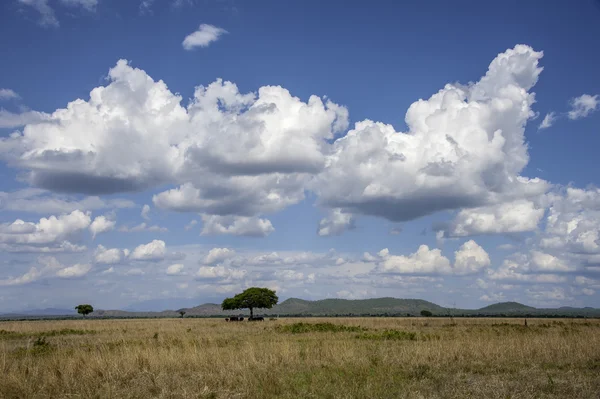 Mikumi-Nationalpark — Stockfoto