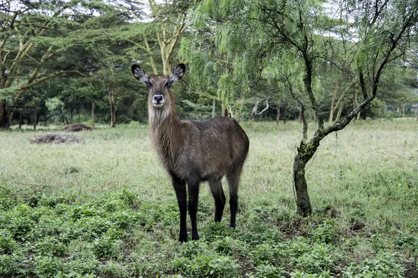 Waterbuck — Foto Stock