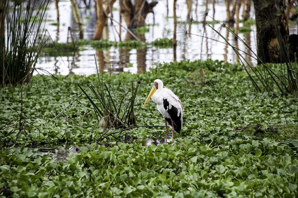 Pelican — Stock Photo, Image