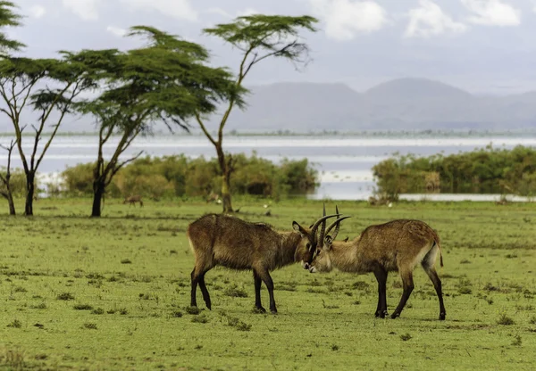 Combattere gli antilopi — Foto Stock