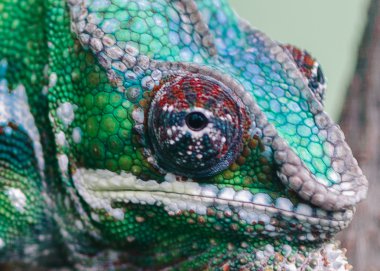 furcifer pardalis