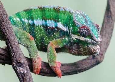 furcifer pardalis