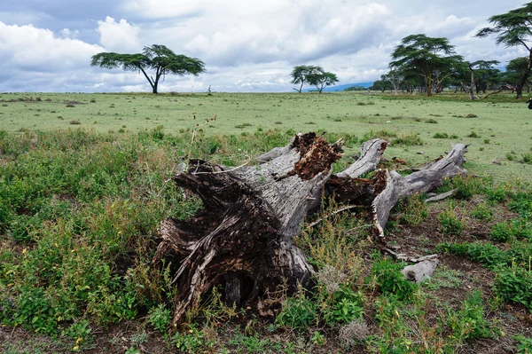 Arbre de mort — Photo