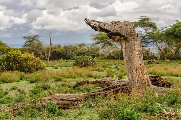 Dood boom — Stockfoto