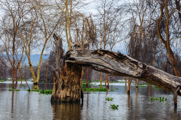 Naivasha lake — Stock Photo, Image