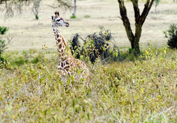 Giraffenbaby — Stockfoto