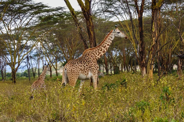 长颈鹿家庭 — 图库照片