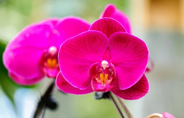 Cyclamen — Stock Photo, Image