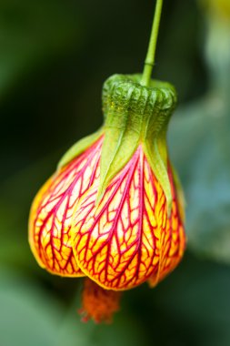 Abutilon pictum