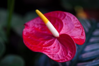 Anthurium andraeanum