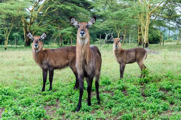 Waterbuck — Stok fotoğraf