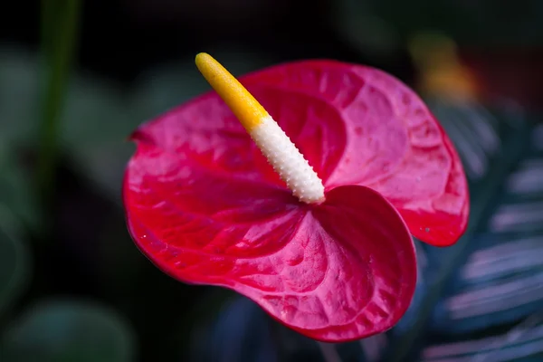 Anthurium andraeanum — Stock fotografie