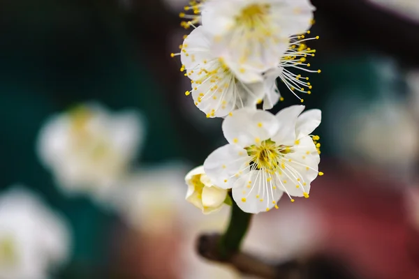 Pflaumenblüte — Stockfoto