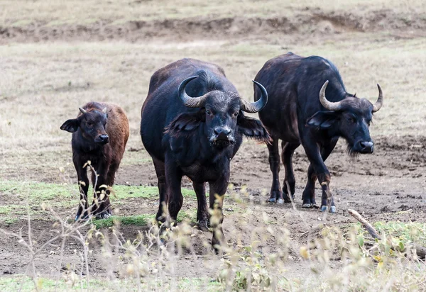 Buffalo — Stock Photo, Image