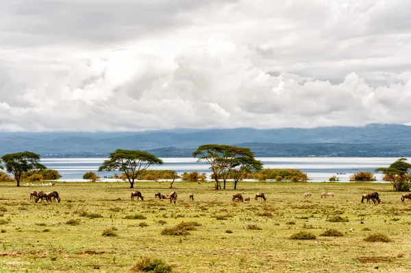 Naivasha søen - Stock-foto