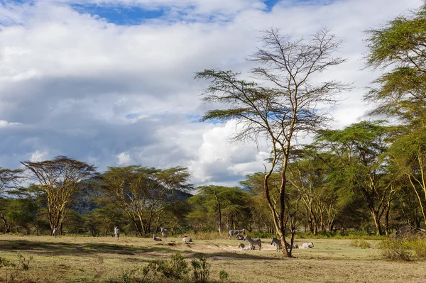 Parque Nacional del Lago del Cráter —  Fotos de Stock