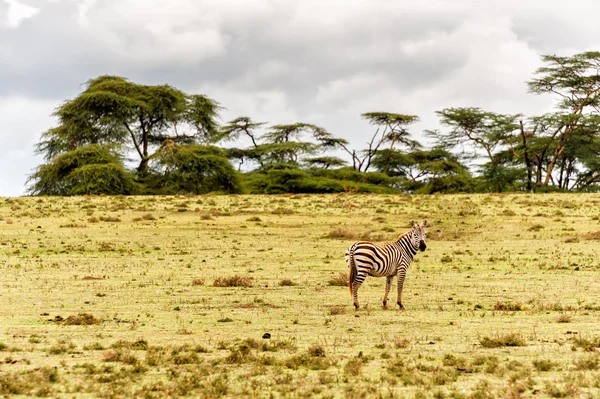 Zebra. — Fotografia de Stock