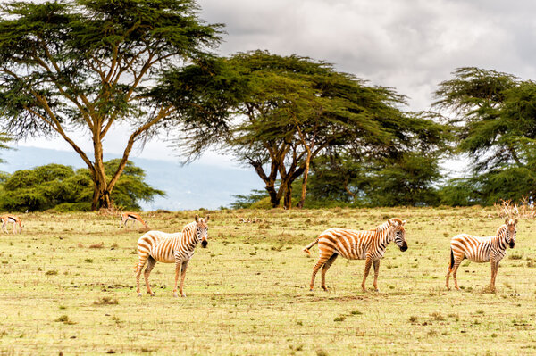 The Zebras in Crescent island of Naivasha lake, Kenya.