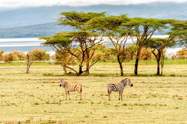 Zebra — Stock Photo, Image