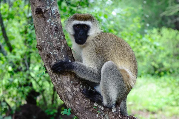 Cercopithecus Aethiops — Stockfoto