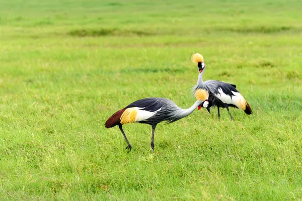 Crowned crane — Stock Photo, Image