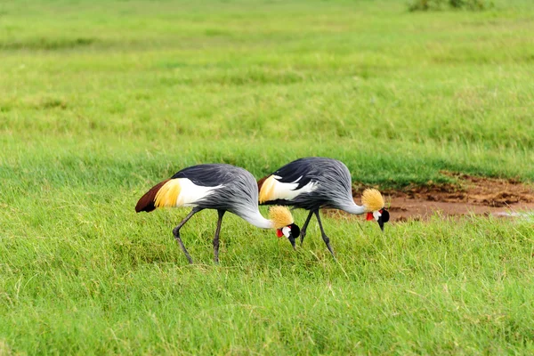 Crowned crane — Stock Photo, Image