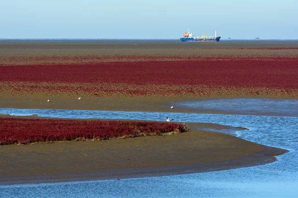 Suaeda-Gras — Stockfoto