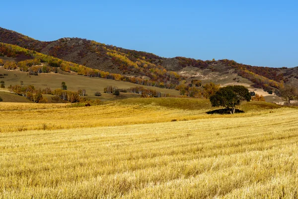 Tarwe land — Stockfoto