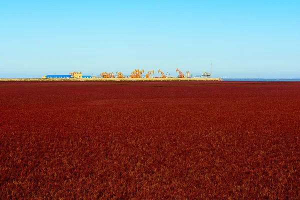 Máquina industrial de energía de plataforma de aceite de bomba de aceite en hierba suaeda — Foto de Stock