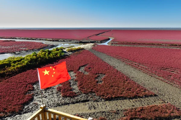 植物シチメンソウ草 — ストック写真