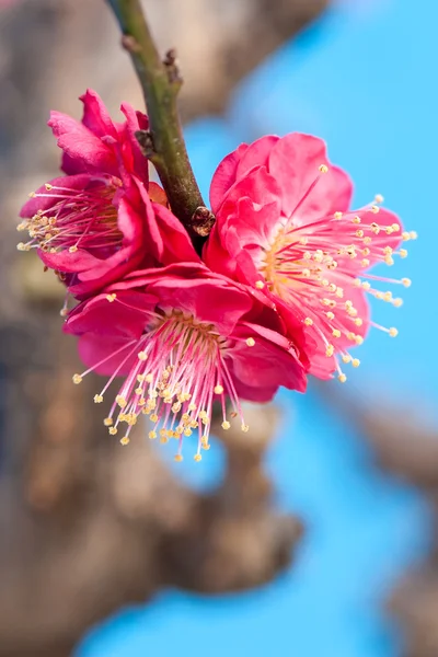 Pflaumenblüte — Stockfoto