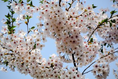cerasus sargentii 