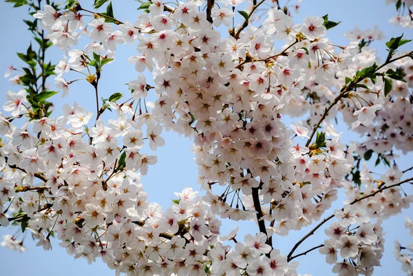 Cerasus sargentii rehder — Stock Photo, Image