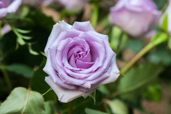 Purple Rose — Stock Photo, Image
